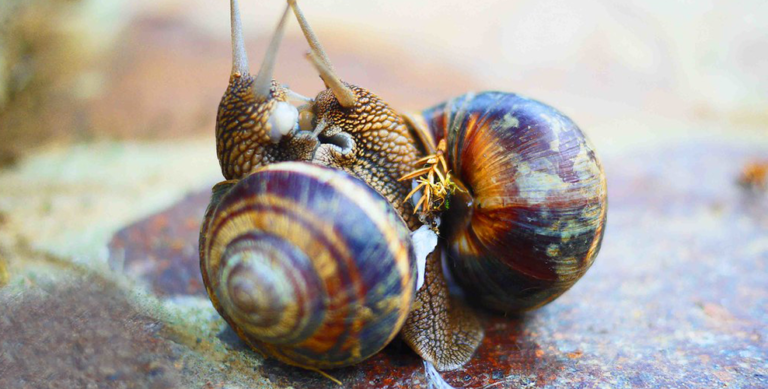 The Sex Life Of Snails L Escargotiere